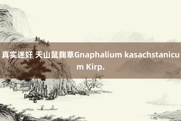 真实迷奸 天山鼠麴草Gnaphalium kasachstanicum Kirp.