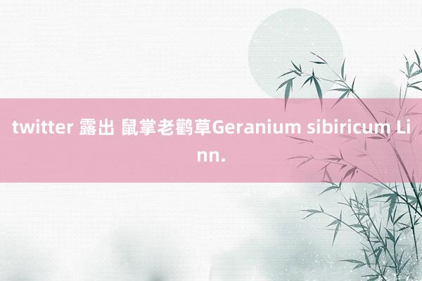 twitter 露出 鼠掌老鹳草Geranium sibiricum Linn.